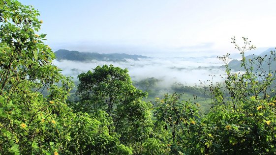 amazonia-5406522-1280-1