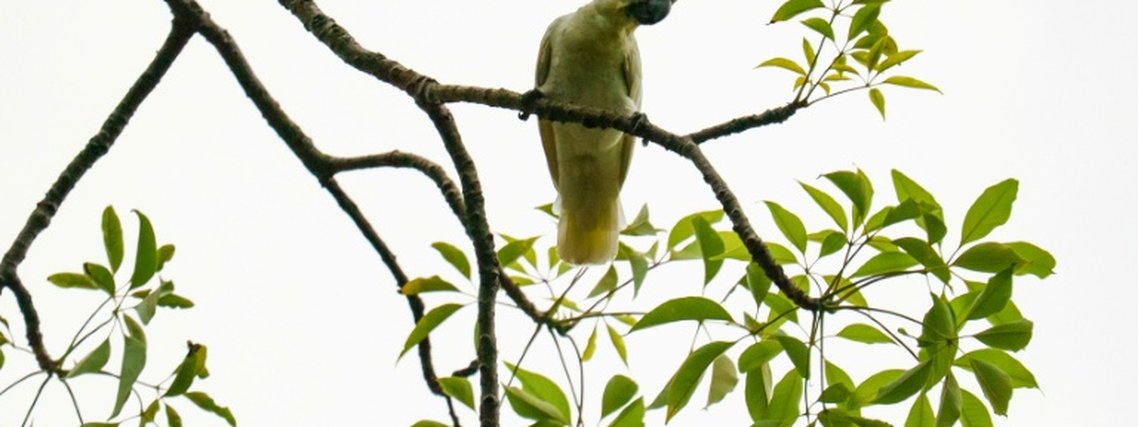 Ninhos artificiais em Hong Kong para salvar cacatuas ameaçadas