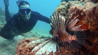 'Tropicalização': aumento da temperatura no Mediterrâneo preocupa especialistas
