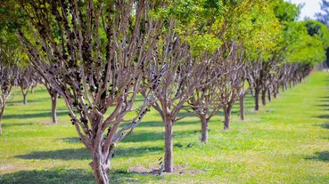 jabuticabaarvore (1)