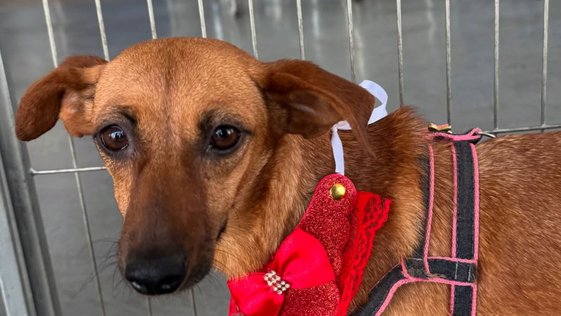 mila-amparo-pet-uberlandia (1)
