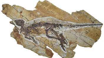 pulaosaurus