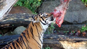 tigre-zoologico