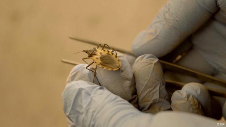 Casos de doença de chagas crescem nos EUA e põem autoridades em alerta