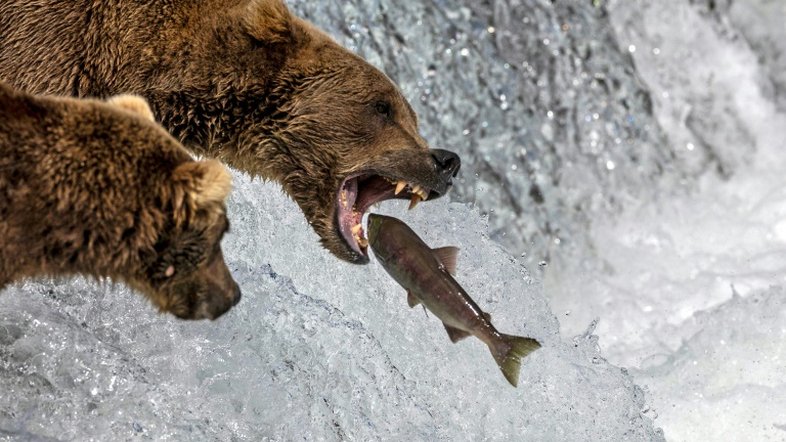 Semana do Urso Gordo está em andamento no Alasca