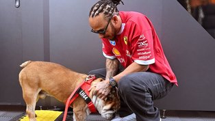 Hamilton anuncia morte de Roscoe, seu 'inseparável cão'