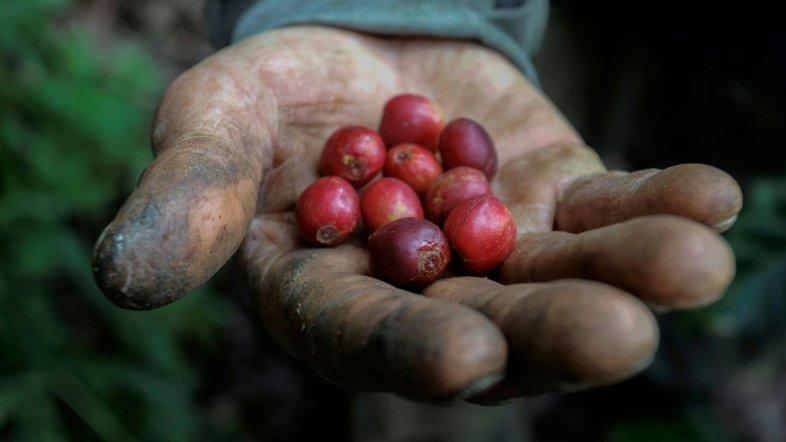Colômbia registra maior produção de café em 33 anos