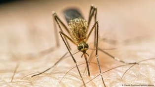 Como as mudanças climáticas estão nos deixando doentes