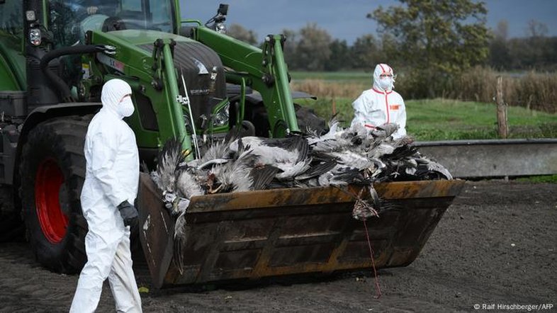 Alemanha sacrifica 500 mil aves para conter gripe aviária