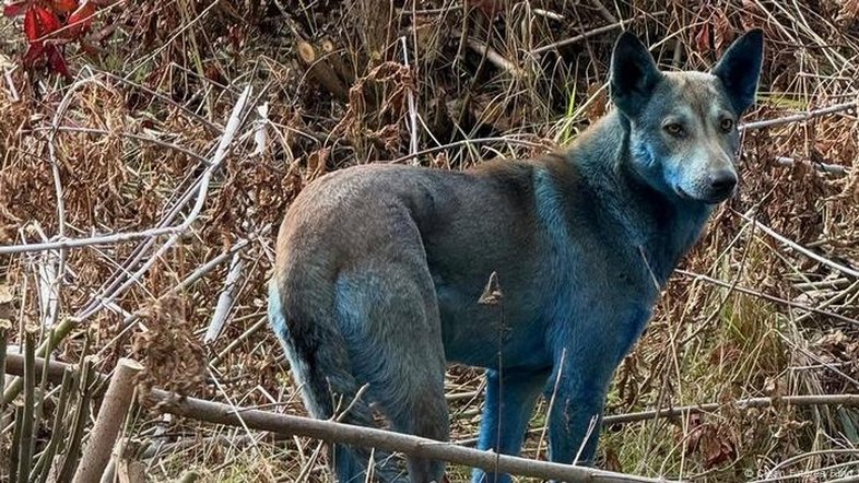 O mistério dos cães azuis de Tchernobil