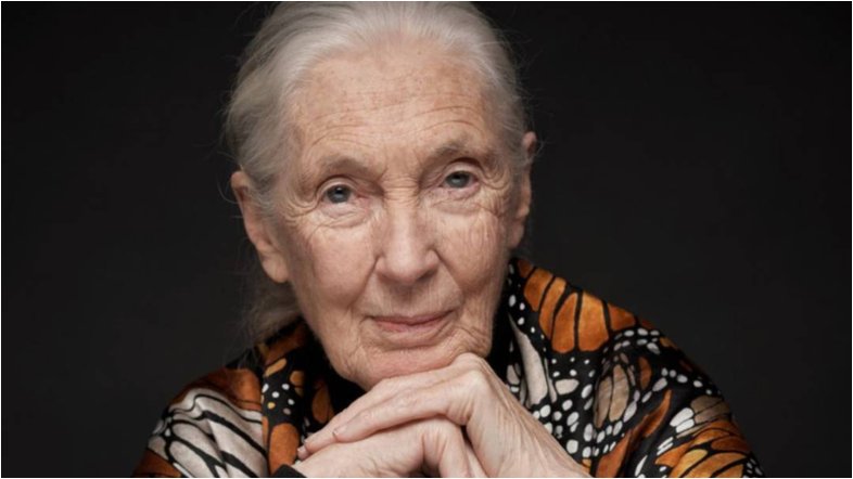 Jane Goodall, uma das maiores primatologistas da história, morre aos 91 anos