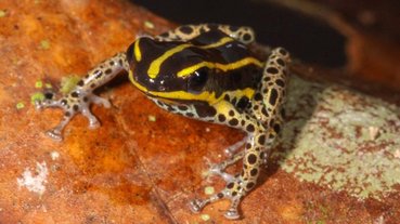 PERU-ENVIRONMENT-ANIMAL-FROG