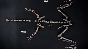ARGENTINA-PALEONTOLOGY-SCIENCE-DINOSAUR