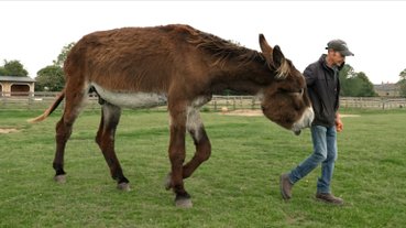 burro-guiness