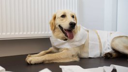 cao-cachorro