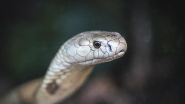 cobra