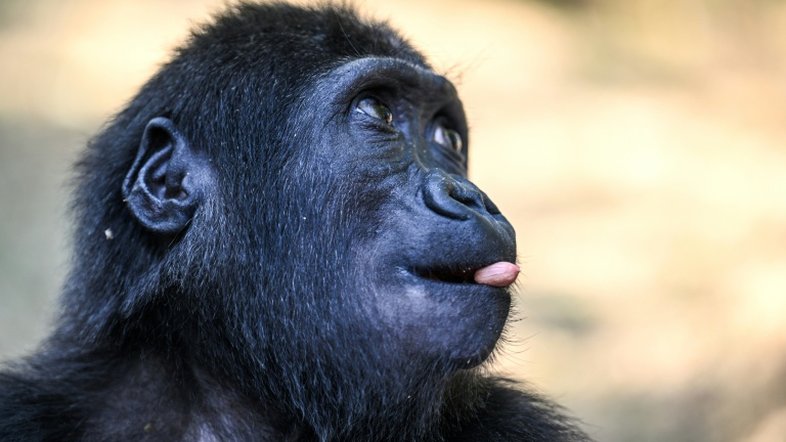 Santuário nigeriano critica decisão da Turquia de ficar com bebê gorila Zeytin