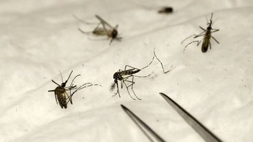 mosquitos