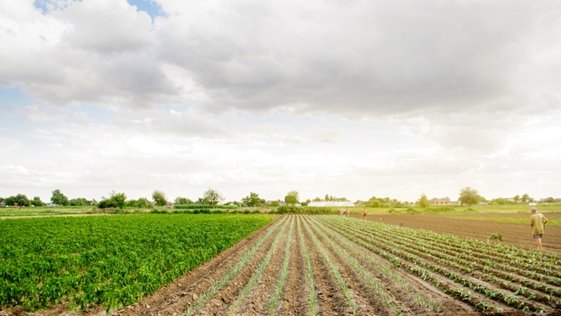 workers-on-the-field-planting-seedlings-cabbage-2025-03-18-17-29-45-utc-770x433