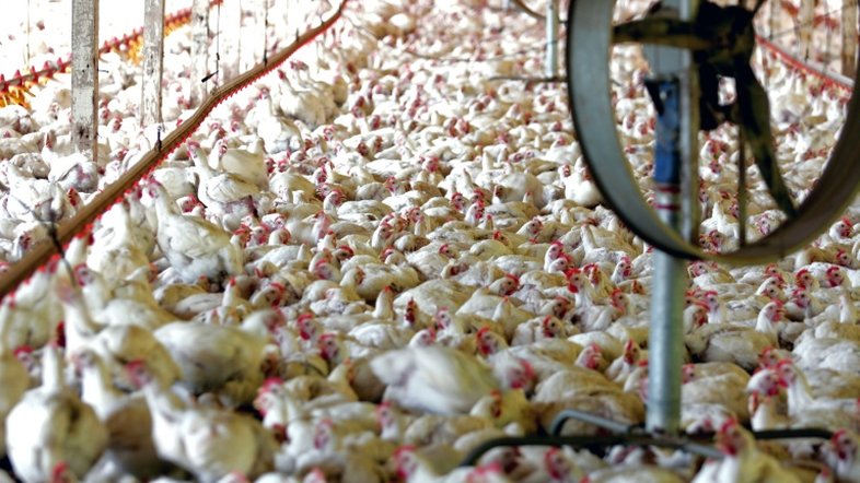 Brasil celebra fim de embargo chinês à carne de frango após surto de gripe aviária