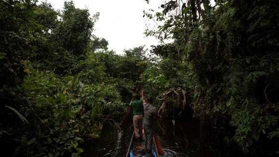 Floresta perto de Mbandaka, no Congo