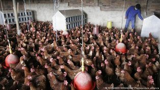 China suspende embargo à carne de frango brasileira