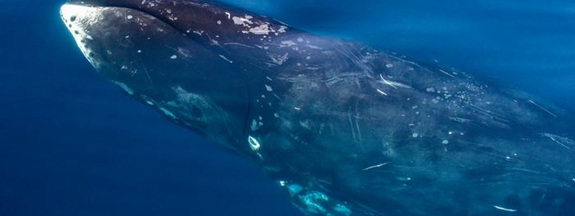Baleia centenária dá pistas sobre como vida humana pode ser prolongada