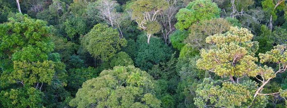 Emissões de gases de efeito de estufa caem 17% no Brasil em 2024