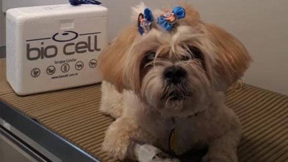Cachorrinha em tratamento na Bio Cell
