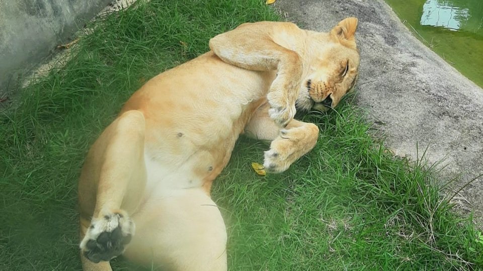 Leoa Leona no Parque Arruda Câmara