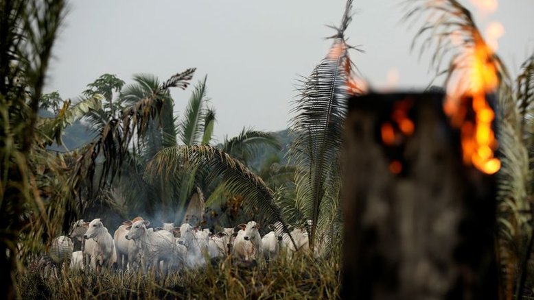 Abag defende implementação do Código Florestal, vê lei ainda no 'campo abstrato'