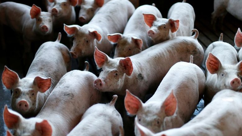 Exportação de carne suína do Brasil bate recorde mensal em março com China, diz ABPA
