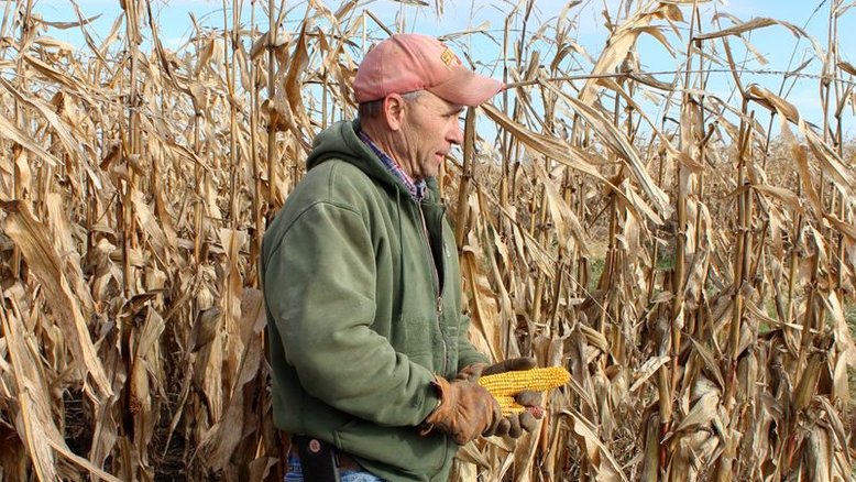 Milho recua em Chicago após relatório do USDA sobre estoques globais