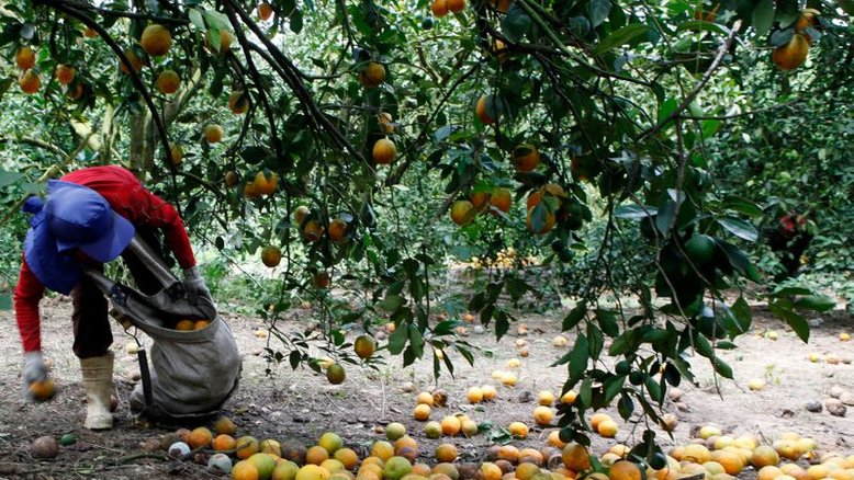Safra de laranja de SP/MG recua 30,5% e confirma maior quebra da série histórica