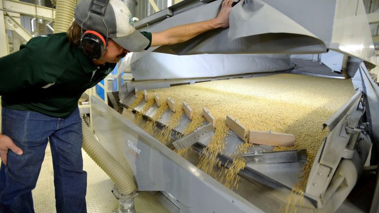 Soja recua 1,5% em Chicago com pressão do óleo de soja; trigo e milho também caem