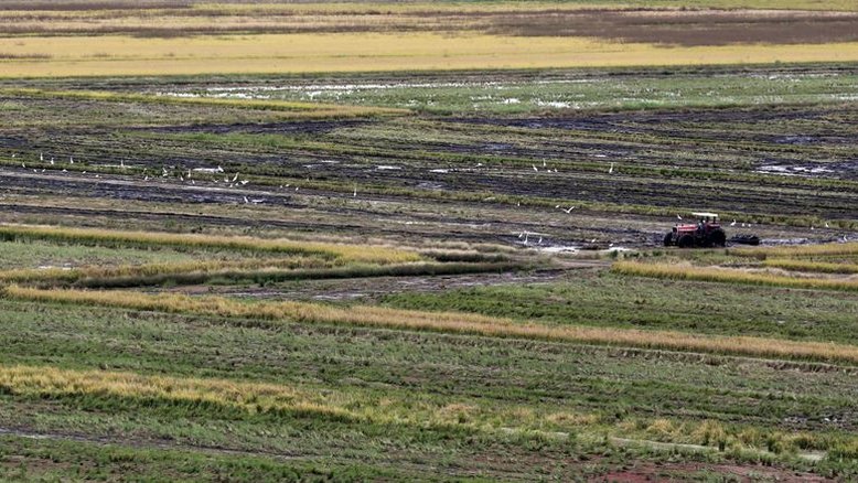 ANÁLISE- Exportação de arroz do Brasil deve cair em 2021, mas cenário não alivia preços