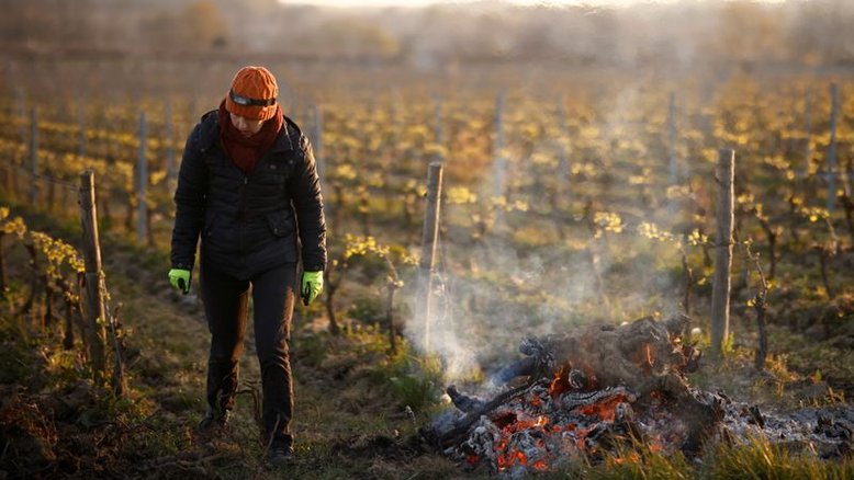 Preocupação com safra de grãos da França aumenta após geadas, diz FranceAgriMer