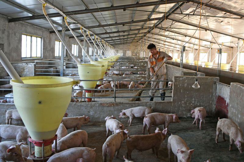 Trigo para ração e peste suína ameaçam demanda por farelo de soja na China