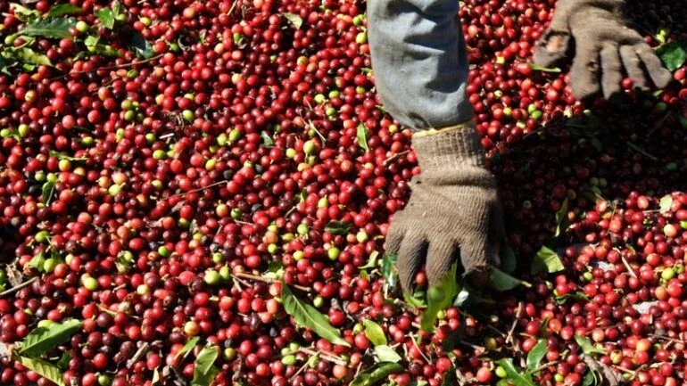 Conselho internacional aprova modernização de certificados de café, diz Cecafé