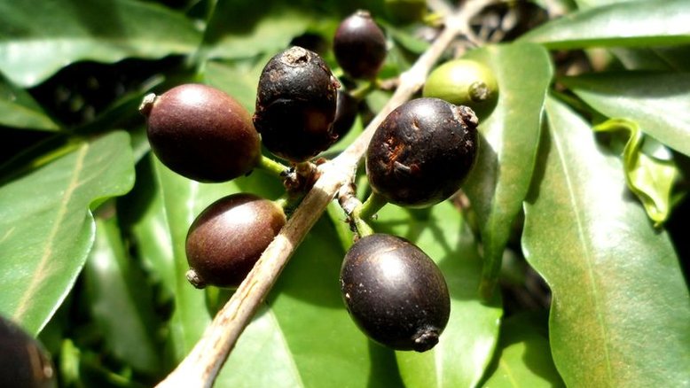 Espécie redescoberta de café promete assegurar o futuro para o cultivo