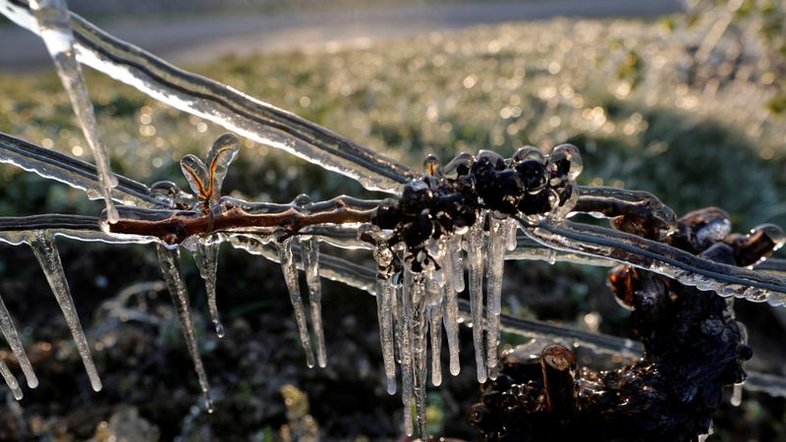 Danos por geadas podem reduzir produção de vinho da França em um terço