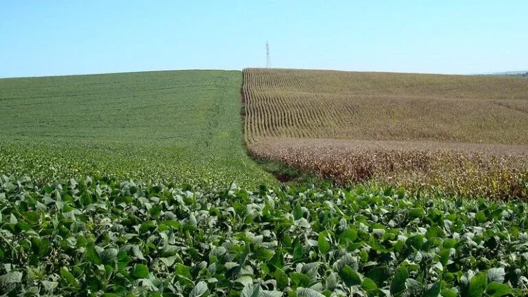 Colheita de soja atinge 61% da área no Rio Grande do Sul; milho vai a 80%