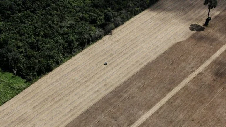 Alto custo do milho faz Brasil olhar para trigo como substituto na ração animal