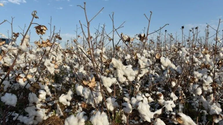 Contratos futuros do algodão caminham para ganho semanal em meio a seca no Texas