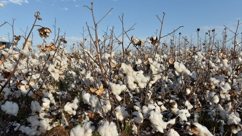Contratos futuros do algodão caminham para ganho semanal em meio a seca no Texas