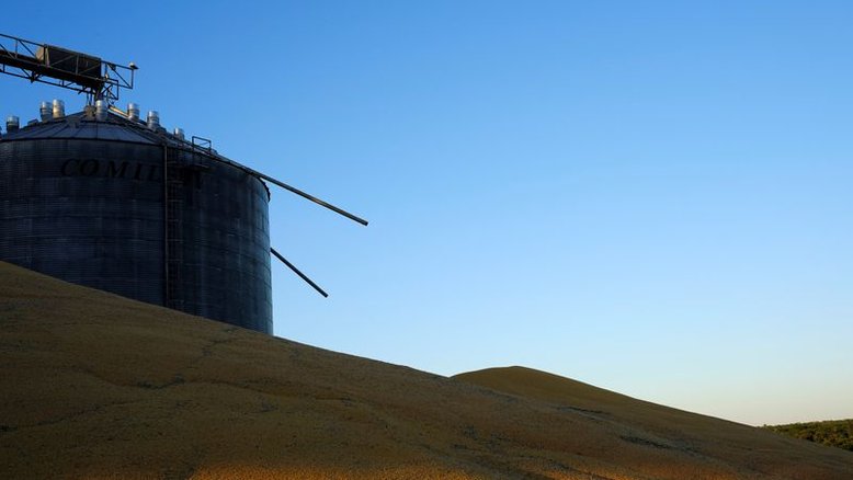 Datagro passa a ver queda na produção de milho do Brasil; eleva estimativa para soja
