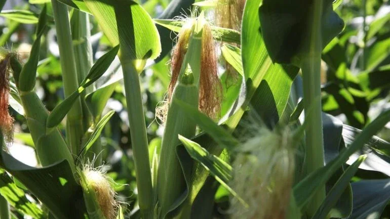 Plantio de milho dos EUA chega a 17% e soja vai a 8%; condição do trigo piora