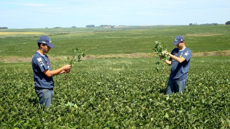 Colheita de soja do Rio Grande do Sul chega a 80% das áreas com clima favorável
