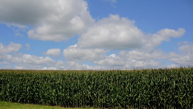 COLUNA- Padrão mais úmido em maio pode não afetar planos de produtores dos EUA para o milho