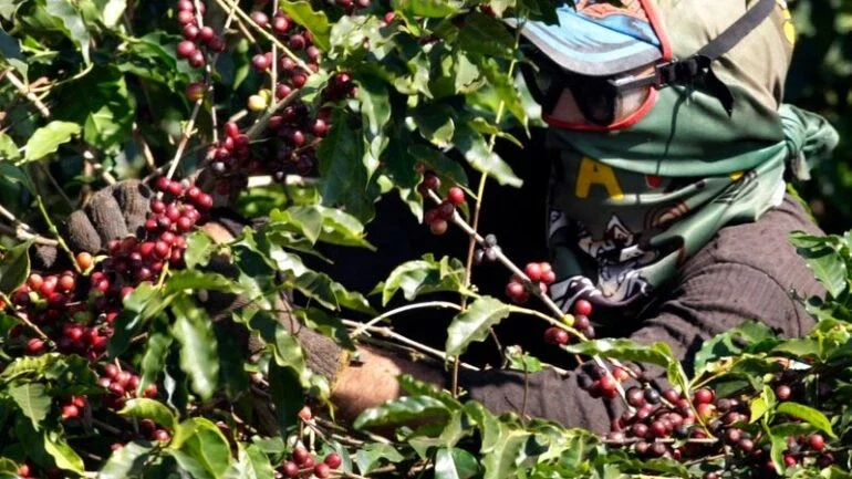 Café arábica recua mais de 3% na ICE; açúcar bruto fecha estável